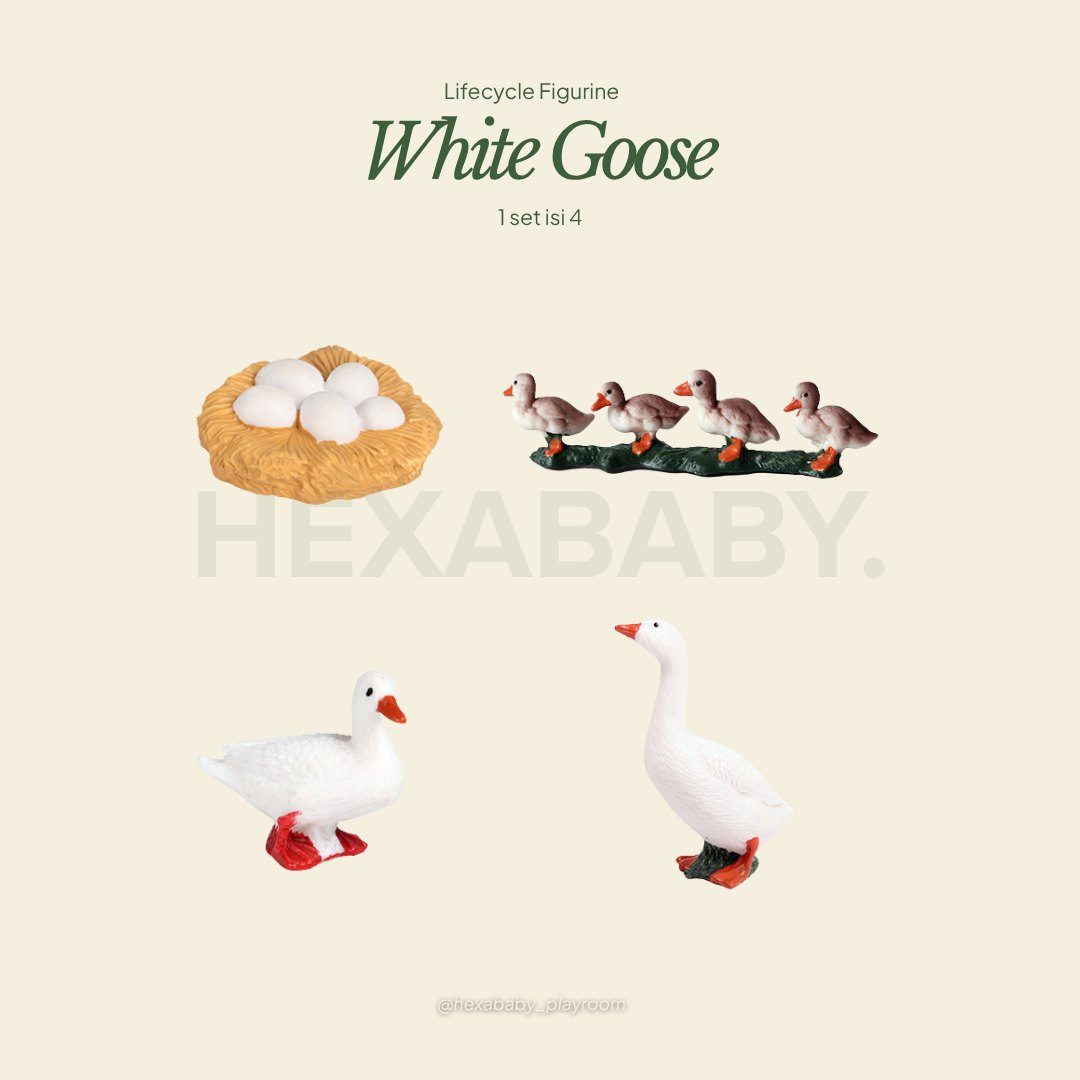 Goose Life Cycle
