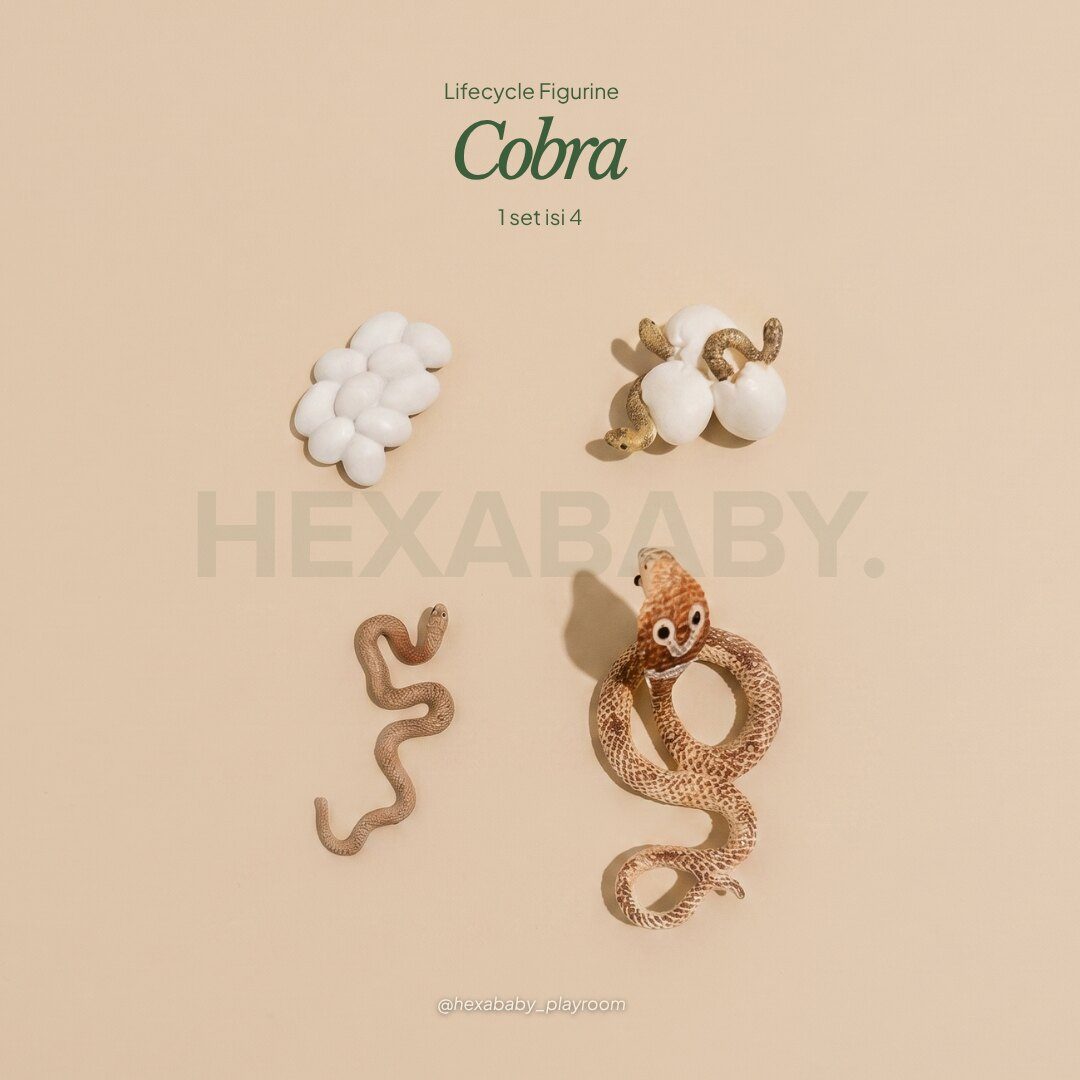 Cobra Life Cycle