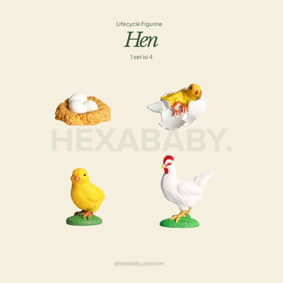 Hen Life Cycle