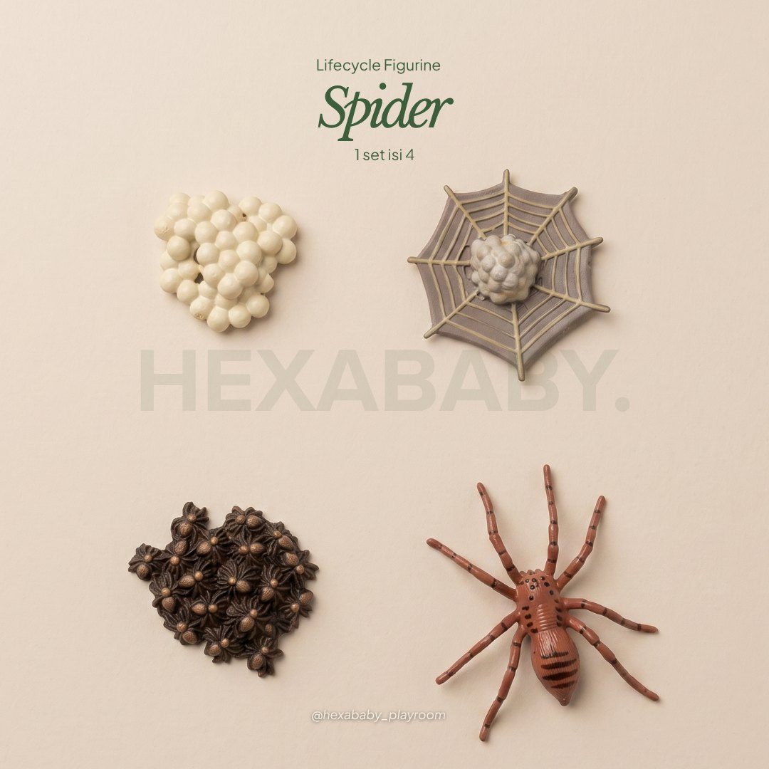 Spider Life Cycle