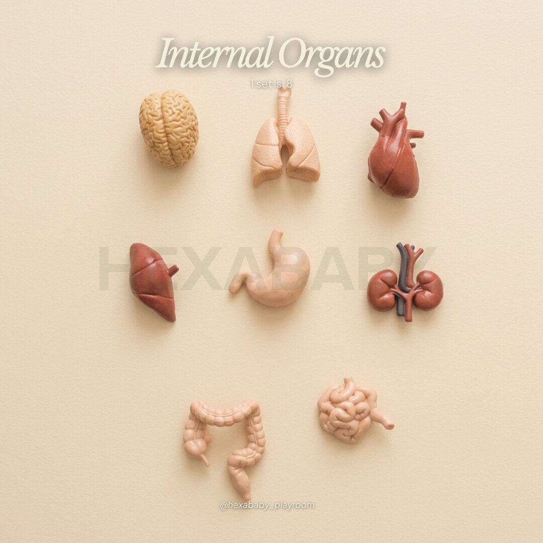 Internal Organs Set