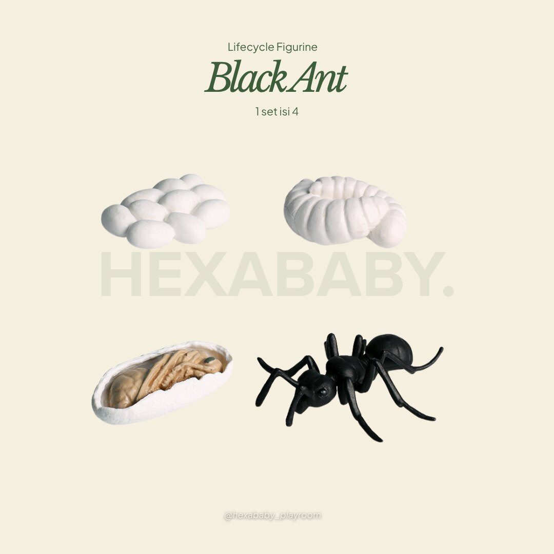 Black Ant Life Cycle