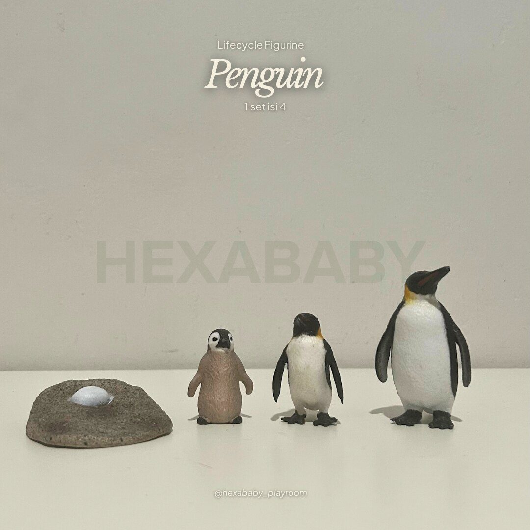 Penguin Life Cycle