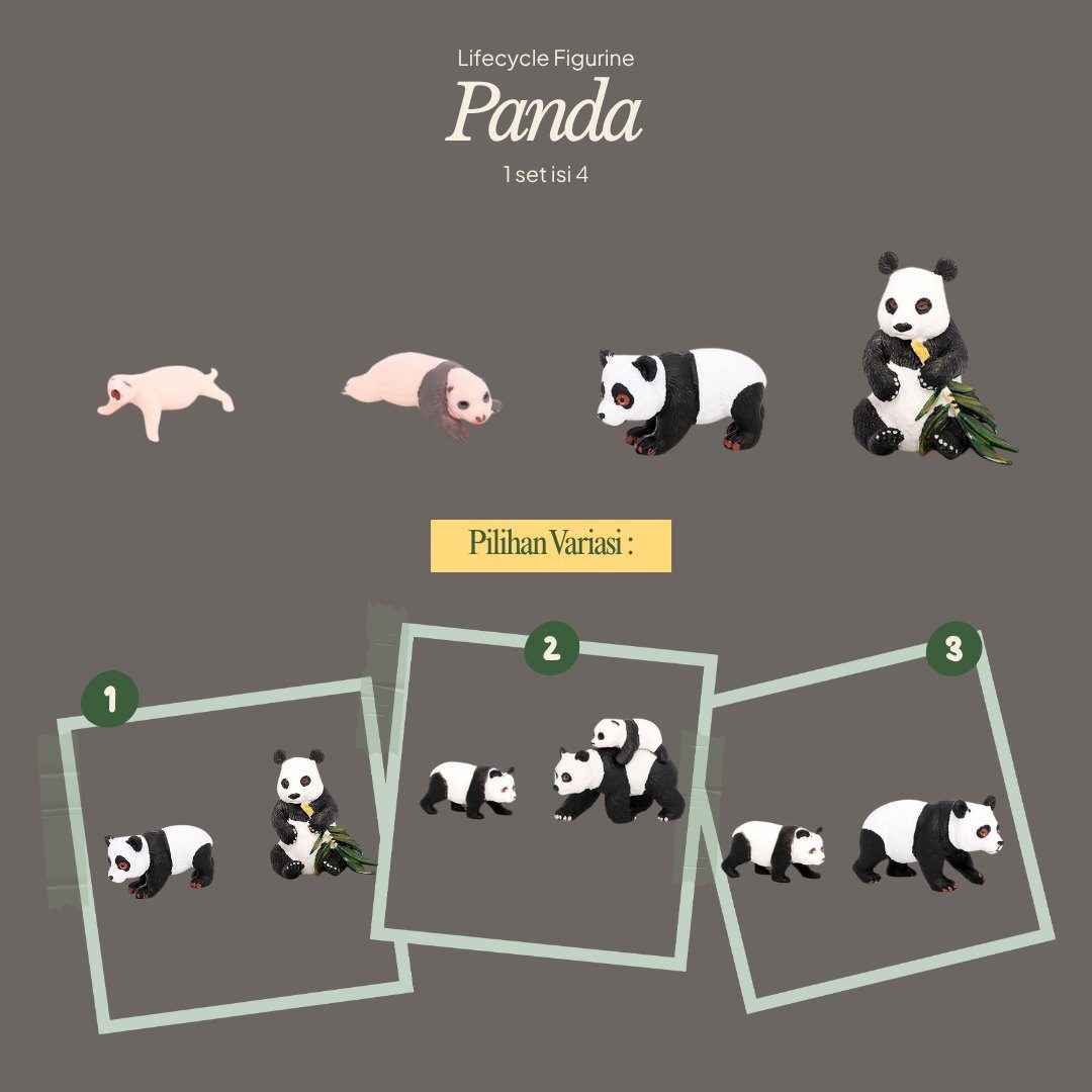 Panda Life Cycle