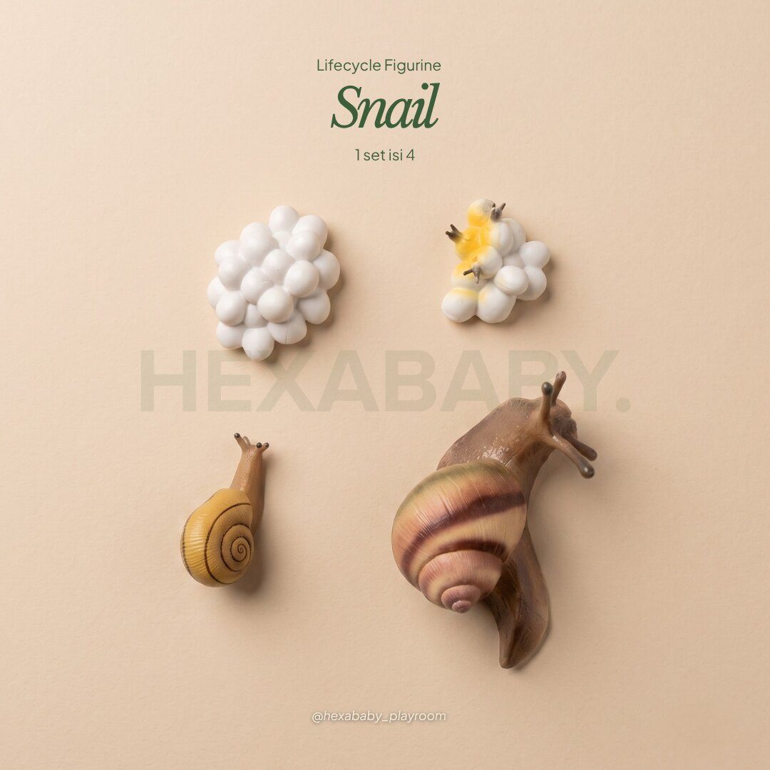Snail Life Cycle