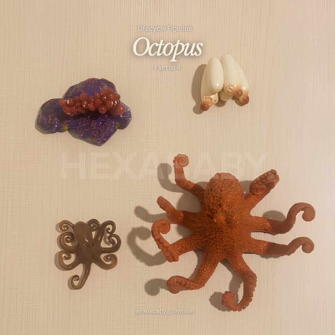Octopus Life Cycle