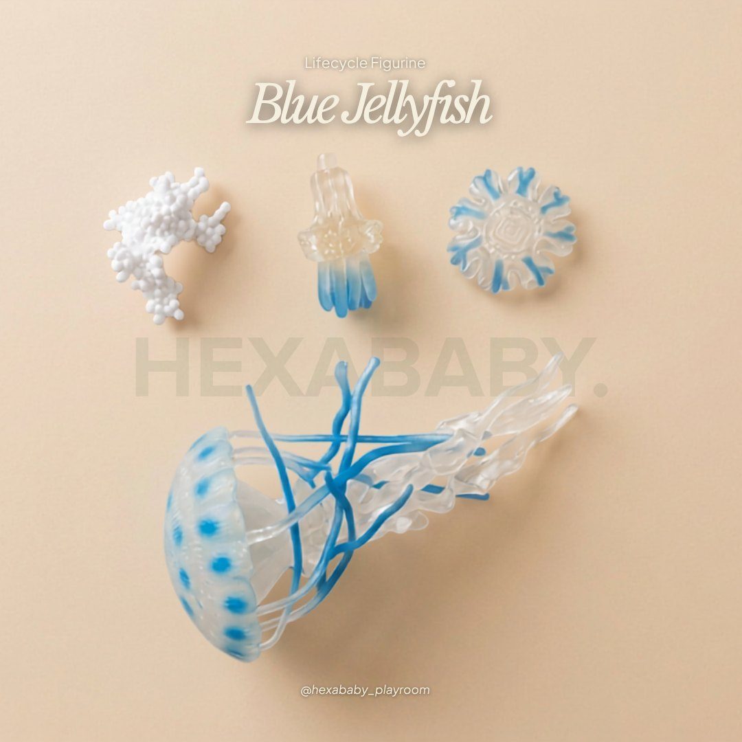 Jellyfish Life Cycle