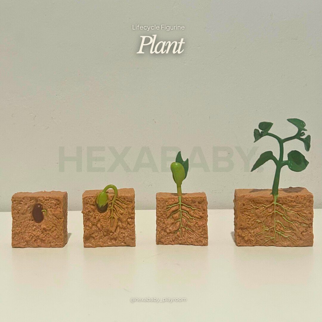 Plant Life Cycle