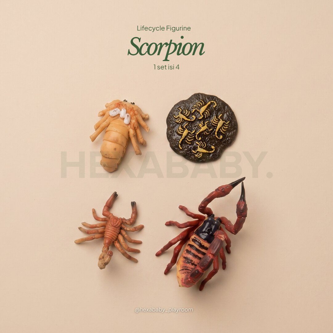 Scorpion Life Cycle
