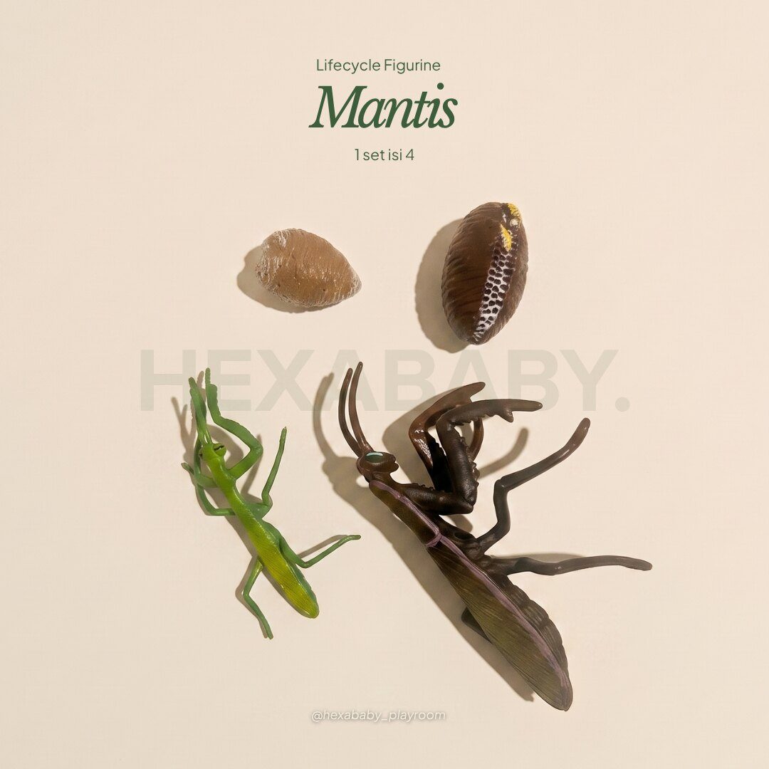 Mantis Life Cycle