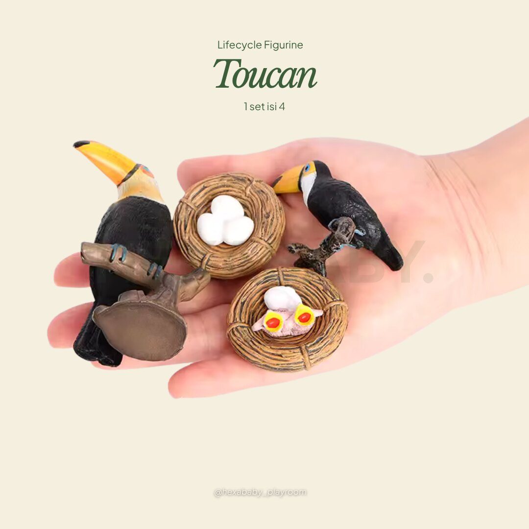 Toucan Life Cycle