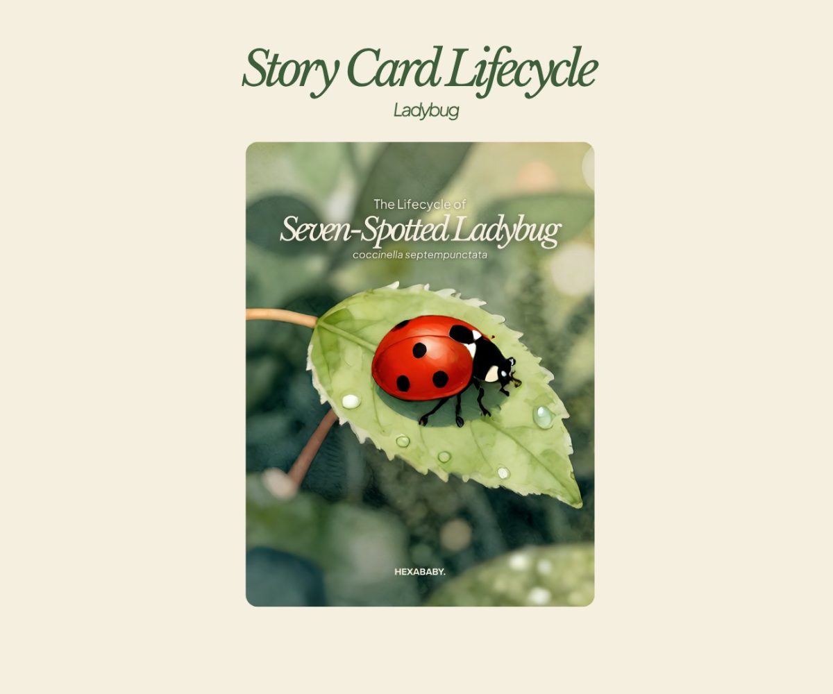 Storycard Ladybug
