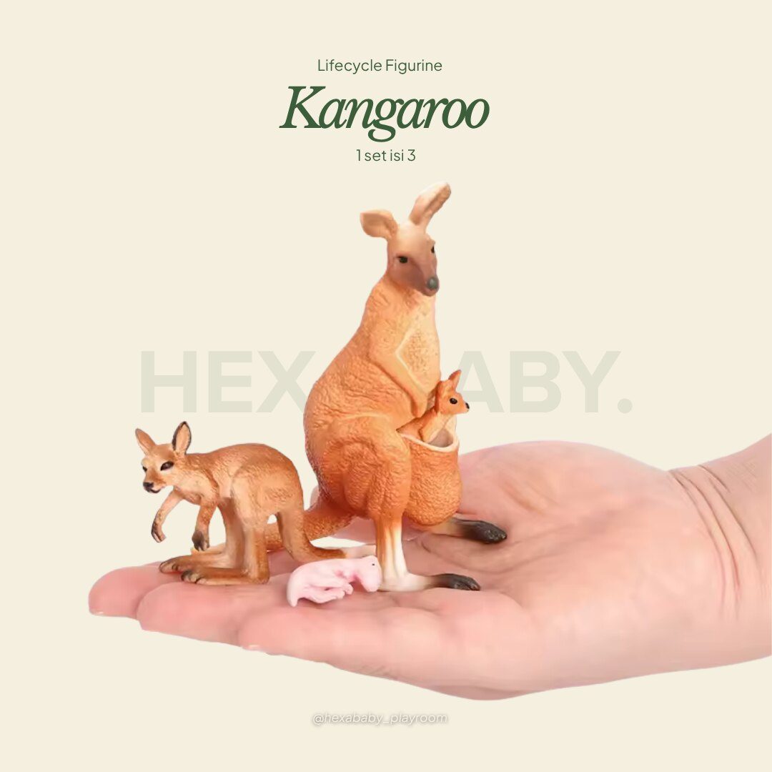 Kangaroo Life Cycle