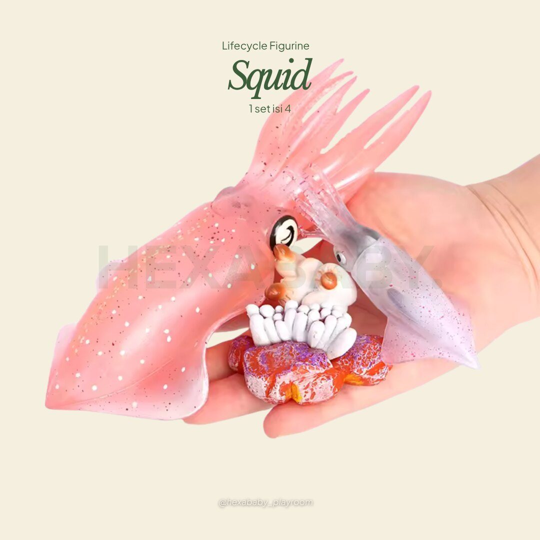 Squid Life Cycle