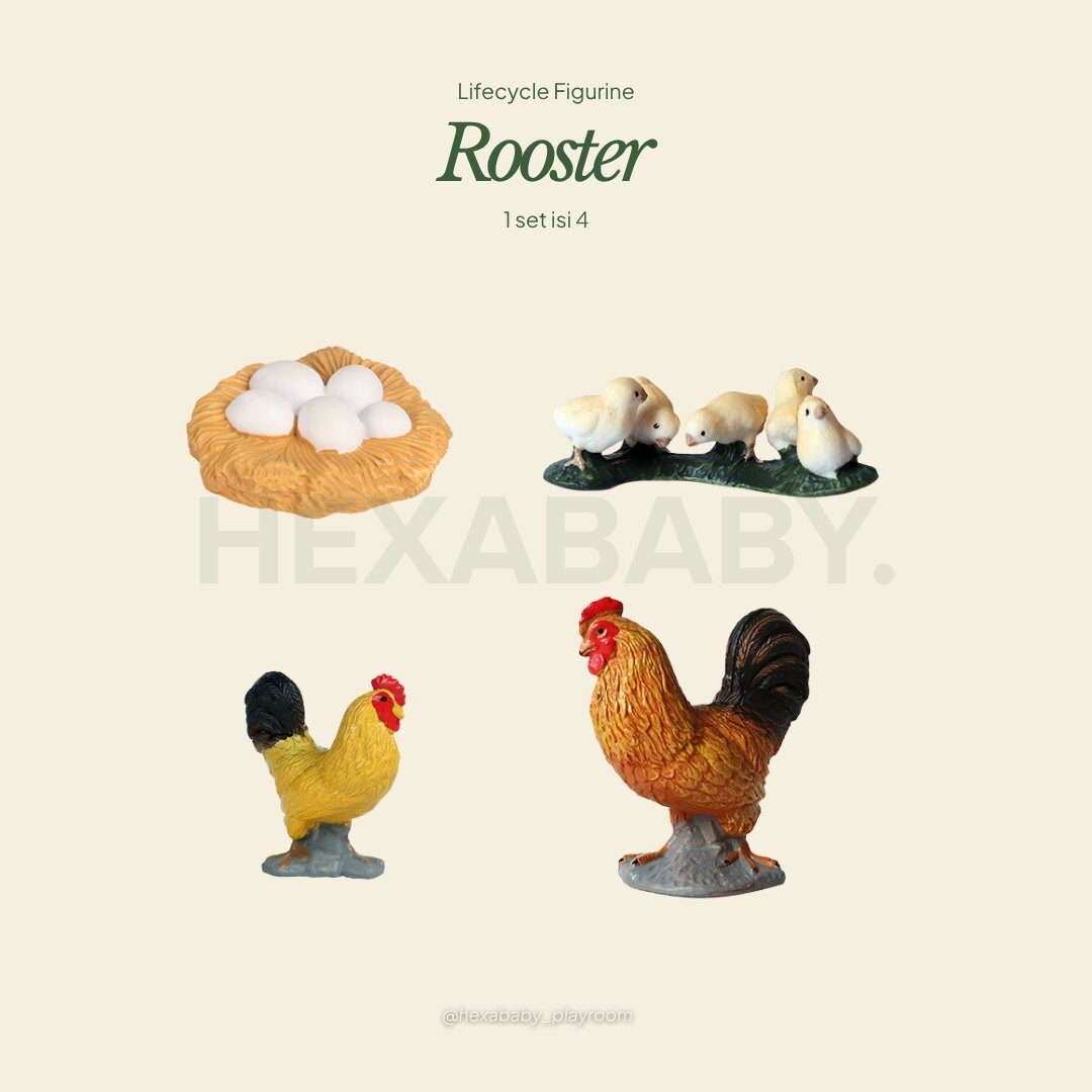 Rooster Life Cycle