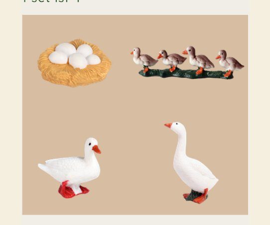Duck Life Cycle