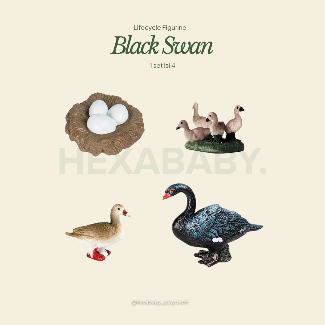 Black Swan Life Cycle