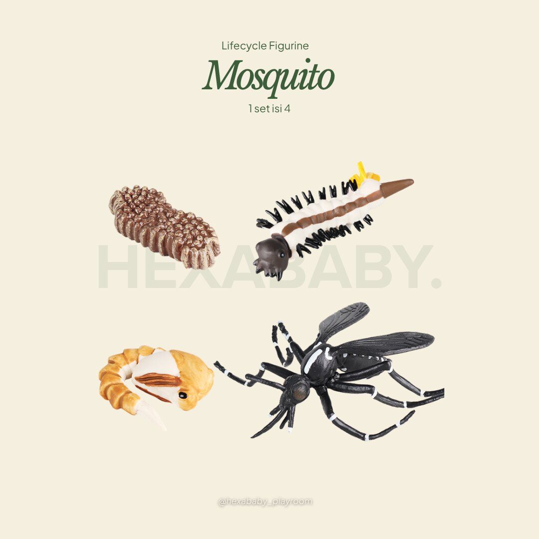 Mosquito Life Cycle