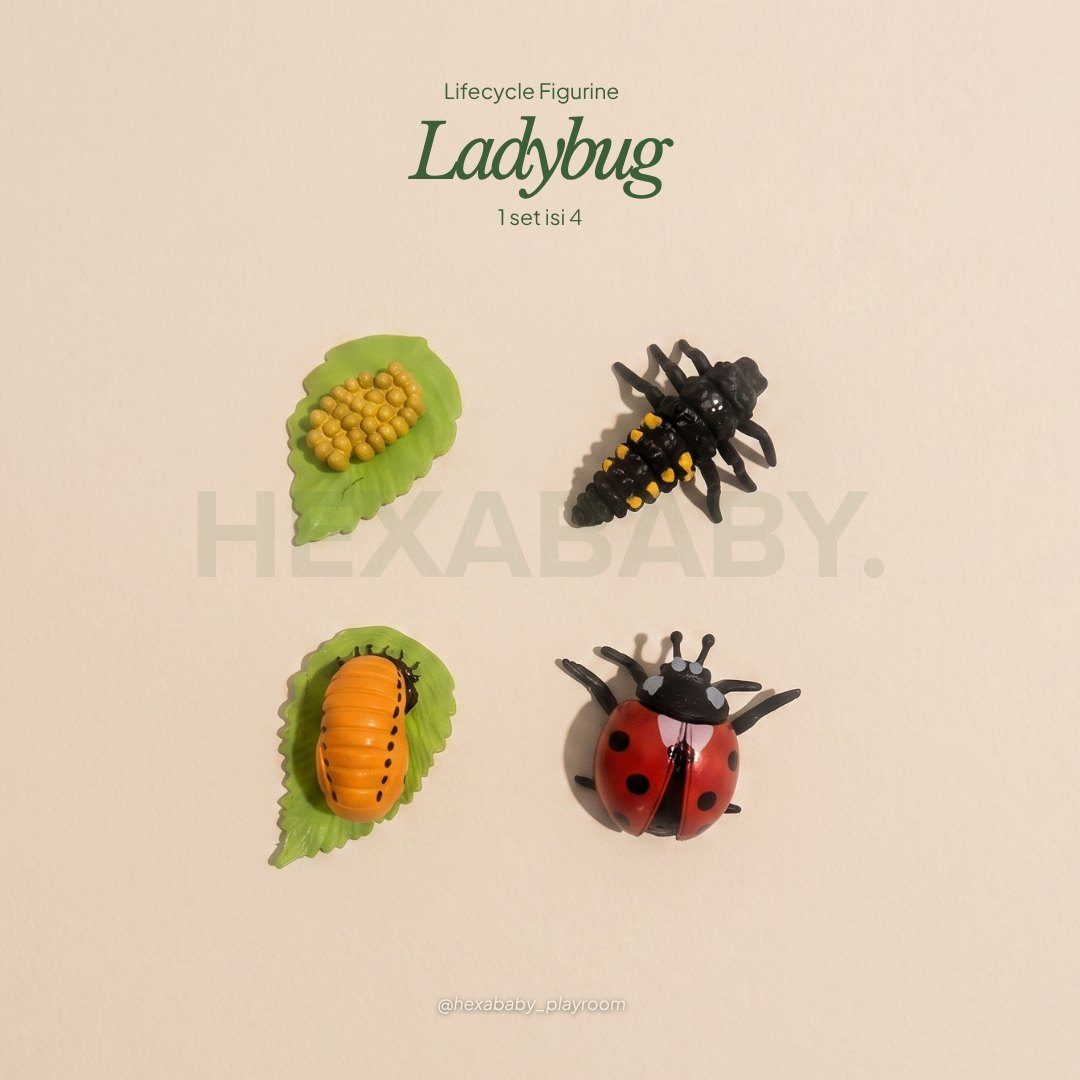 Ladybug Life Cycle