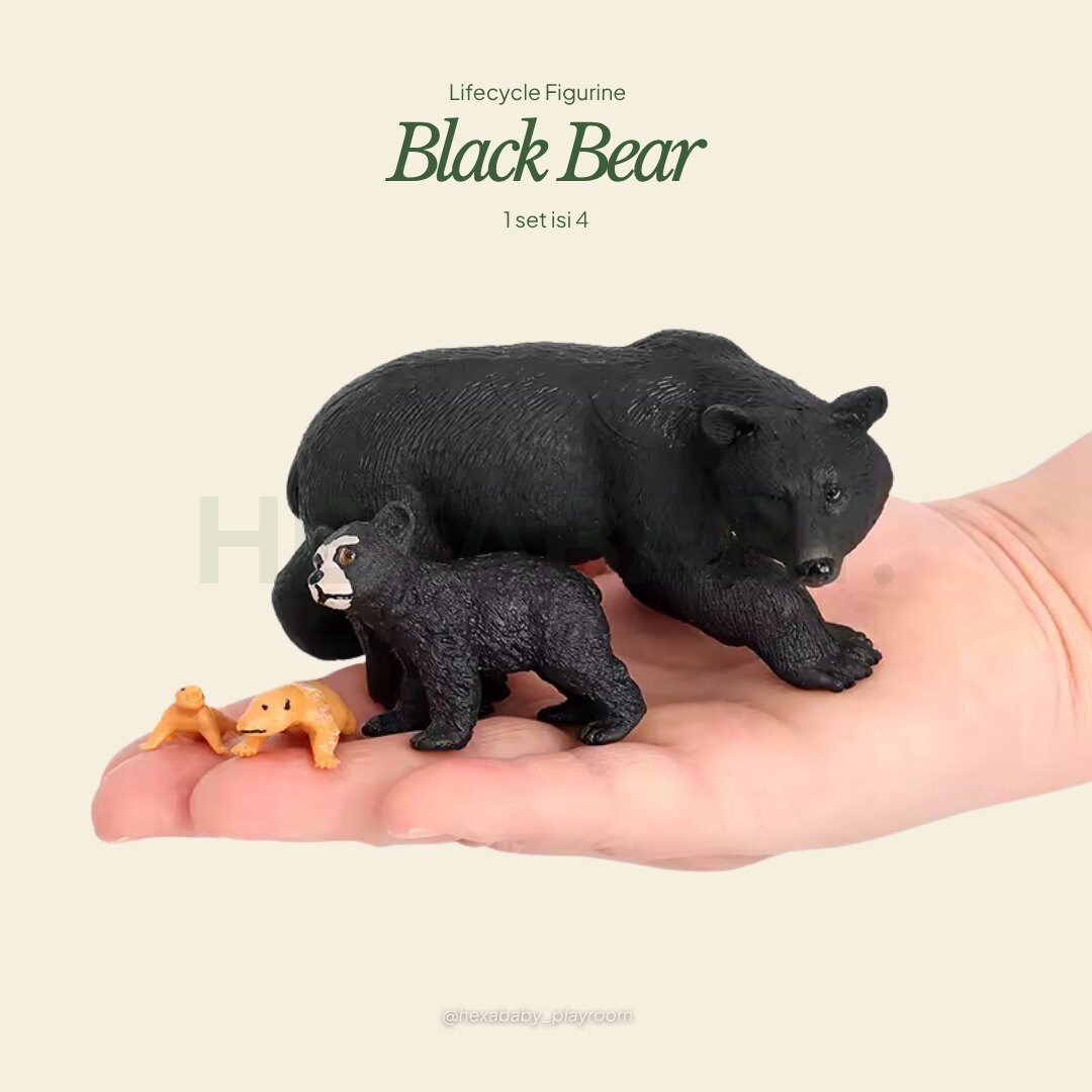 Black Bear Life Cycle