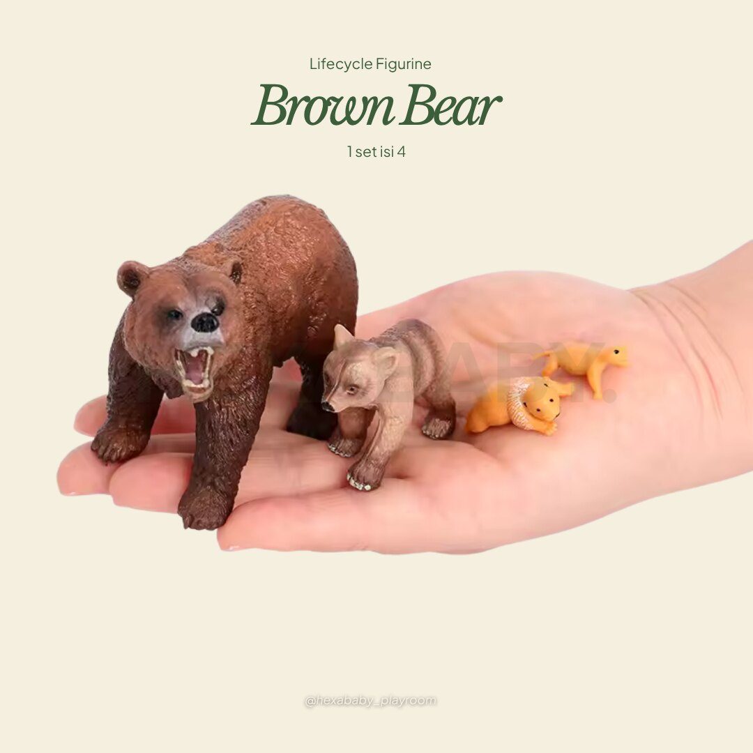 Brown Bear Life Cycle