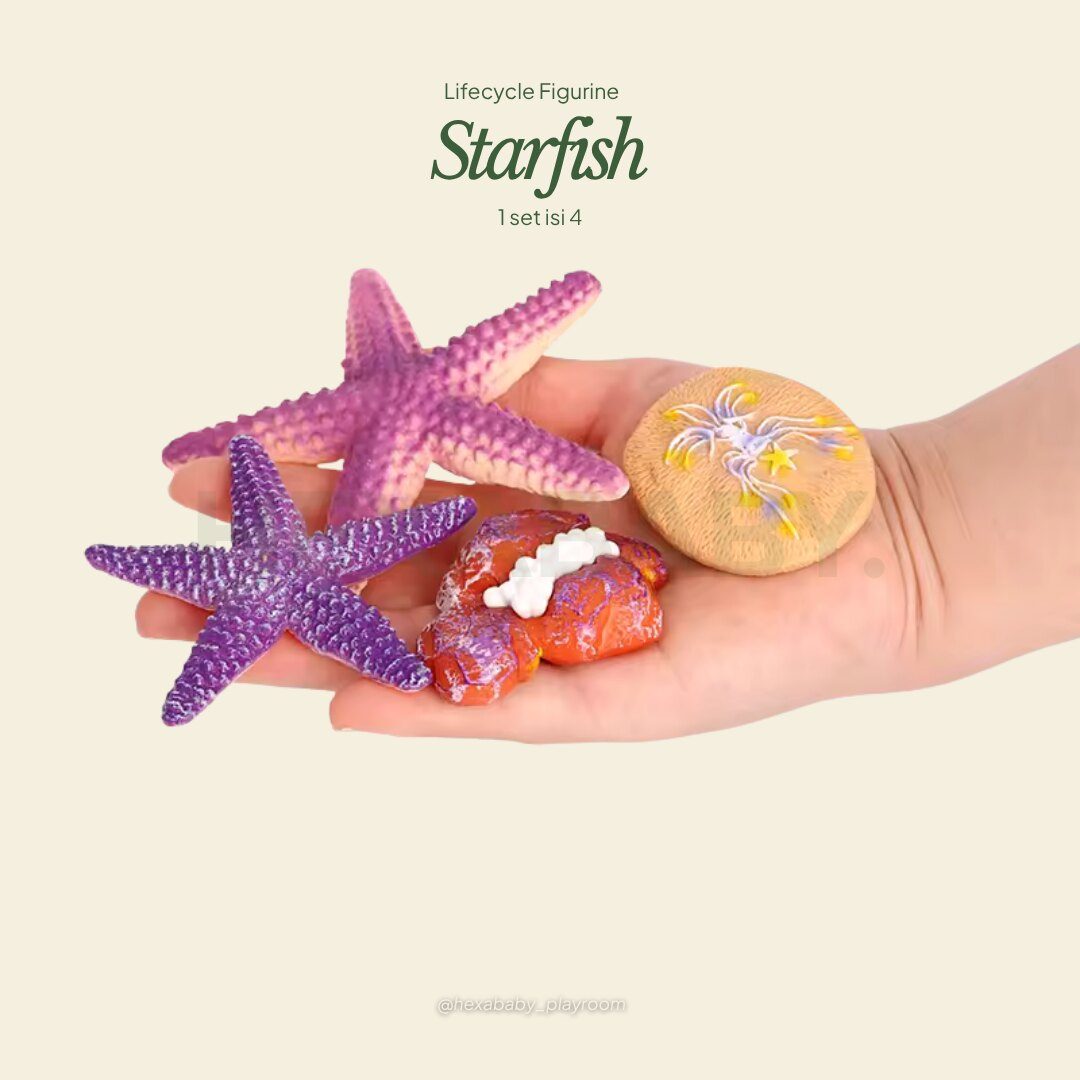 Starfish Life Cycle