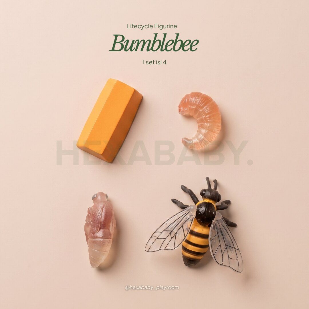 Bumblebee Life Cycle