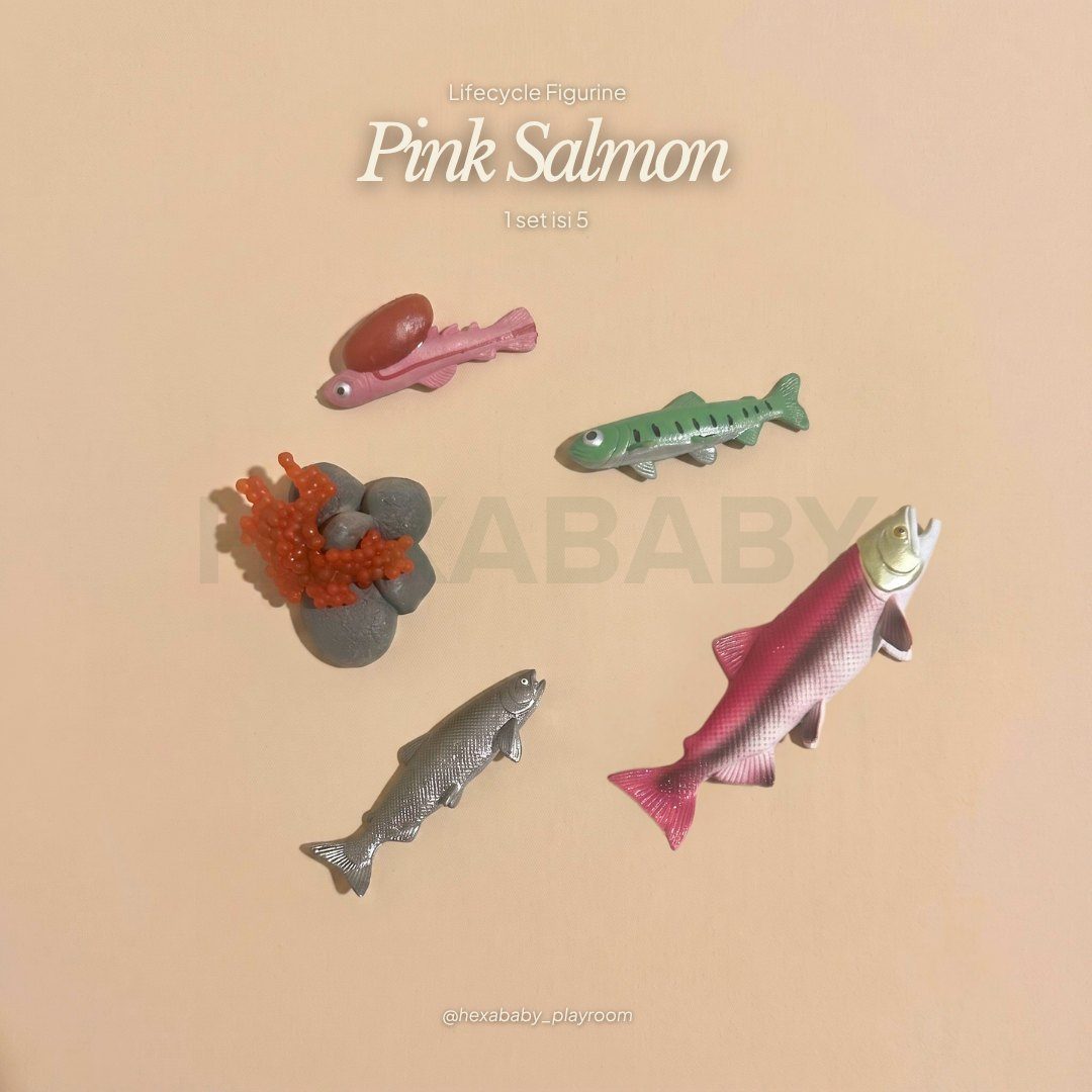 Salmon Life Cycle