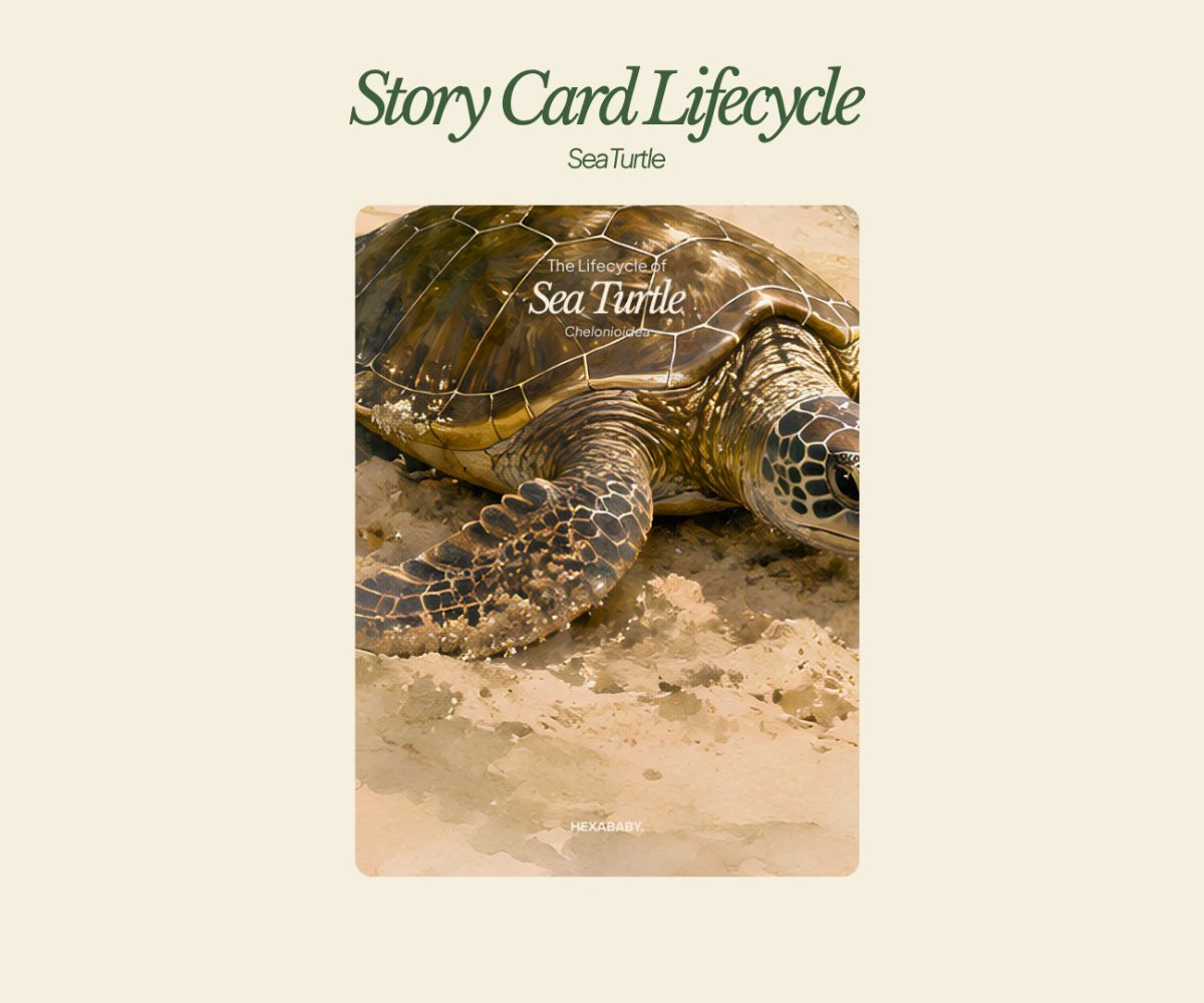Storycard Sea Turtle
