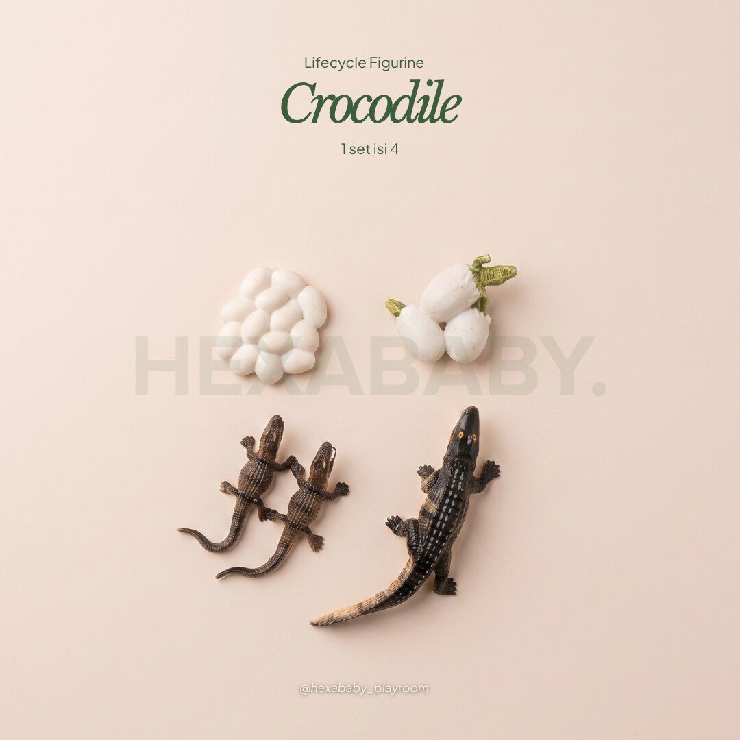 Crocodile Life Cycle