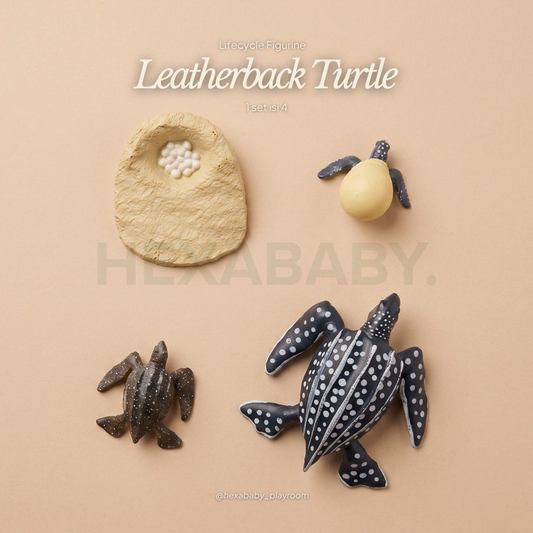 Turtle Life Cycle