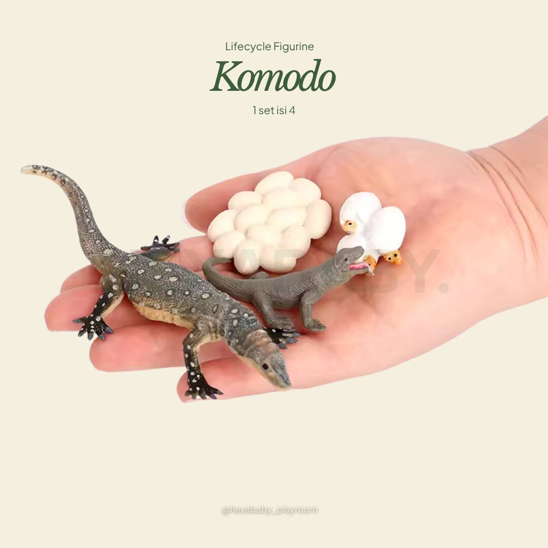 Komodo Dragon Life Cycle