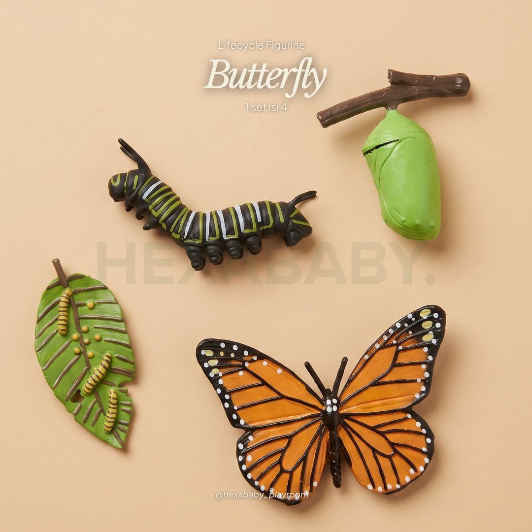 Butterfly Life Cycle