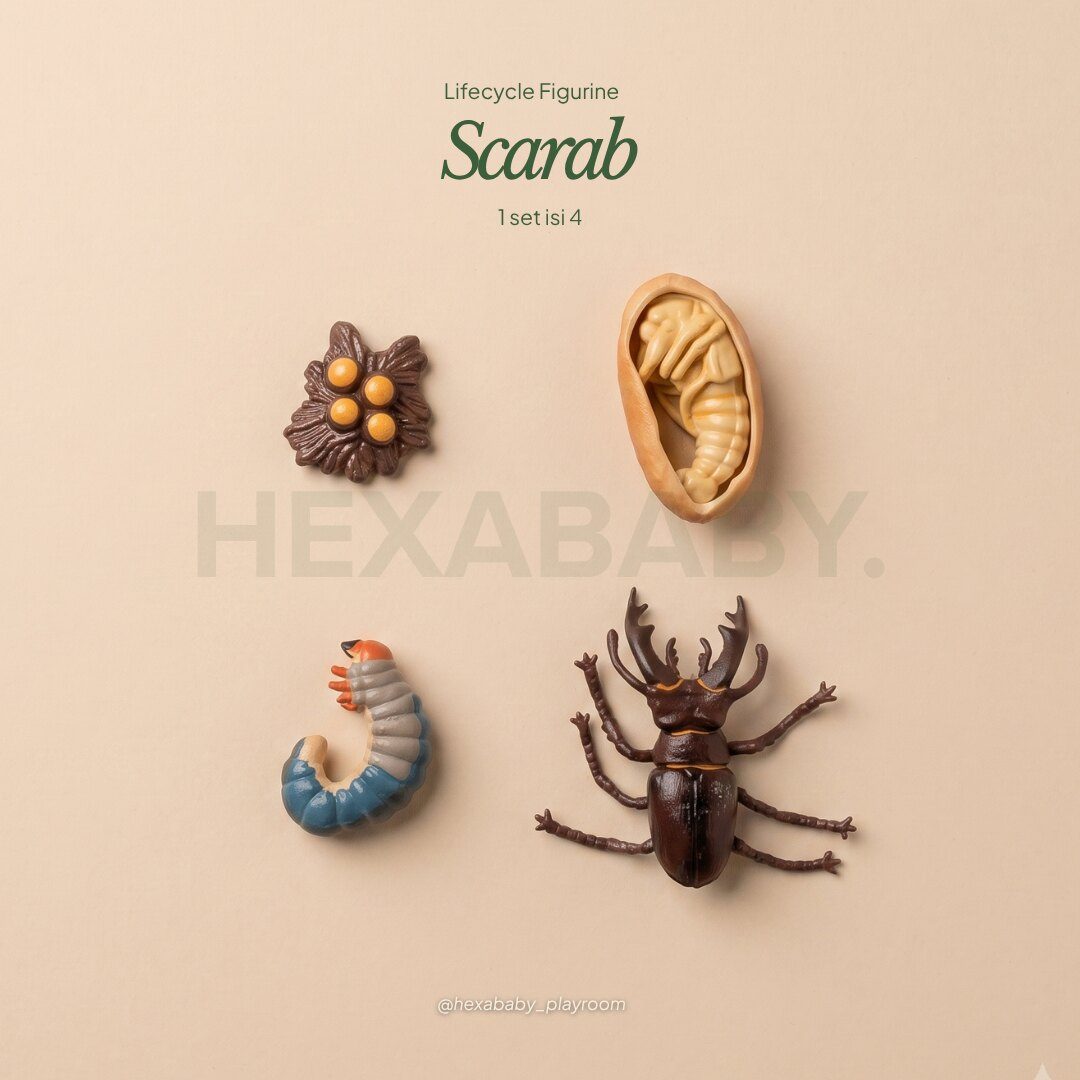 Scarab Life Cycle