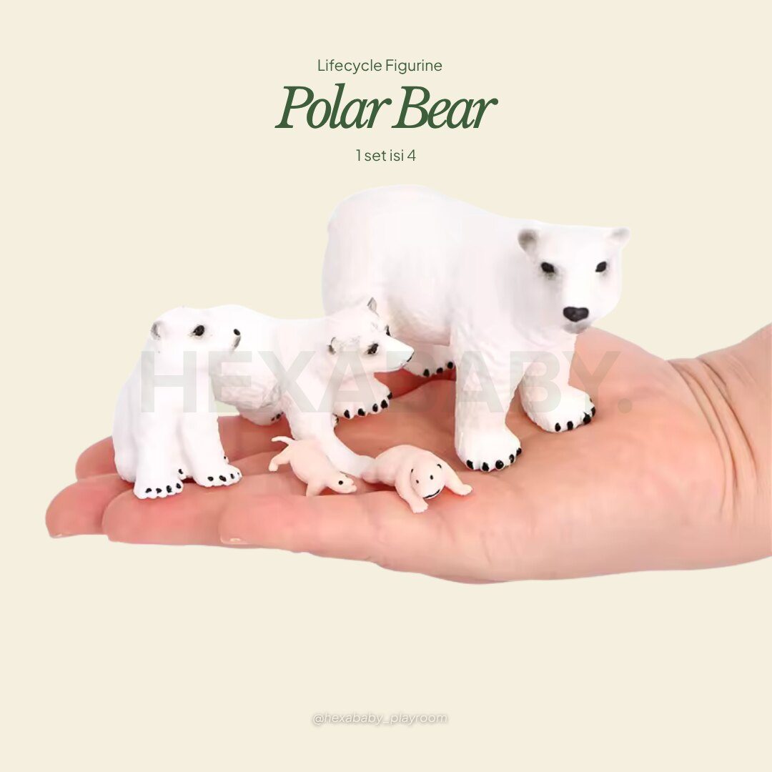 Polar Bear Life Cycle